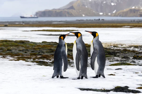 Pingüino Rey Cerca Isla Georgia Del Sur Antártida — Foto de Stock