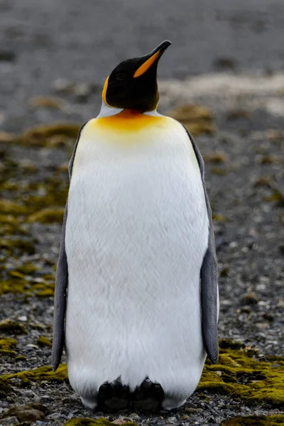 Koning Pinguïn Dichtbij South Georgia Eiland Zuidpoolgebied — Stockfoto