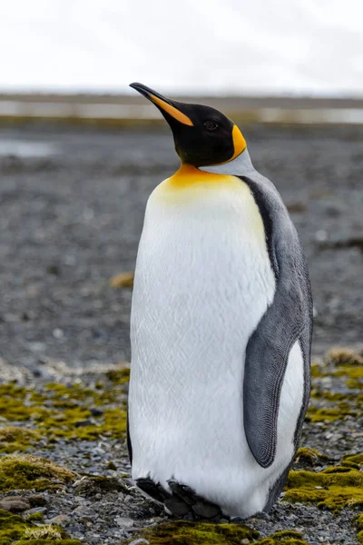 King Πιγκουίνος Κοντά Στο Νησί Της Νότιας Γεωργίας Ανταρκτική — Φωτογραφία Αρχείου