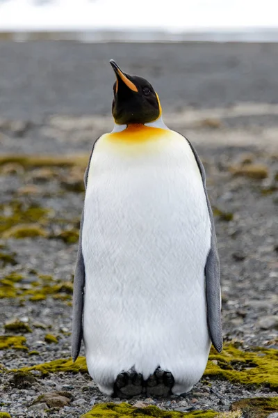 Kung Pingvin Nära Håll Sydgeorgien Antarktis — Stockfoto