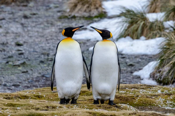 Roi Pingouin Gros Plan Sur Île Géorgie Sud Antarctique — Photo