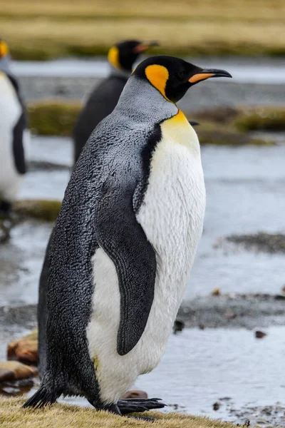 キングペンギンは南ジョージア島に接近 — ストック写真
