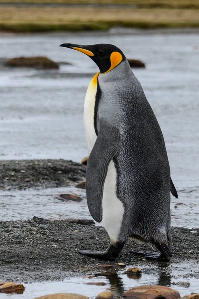 Pinguim Rei Perto Ilha Geórgia Sul Antártida — Fotografia de Stock