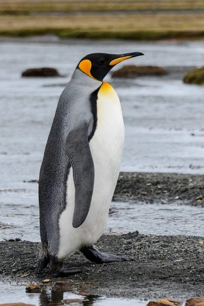 Tučňák Královský Zblízka Ostrově Jižní Georgie Antarktida — Stock fotografie