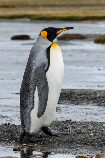 Roi Pingouin Gros Plan Sur Île Géorgie Sud Antarctique — Photo