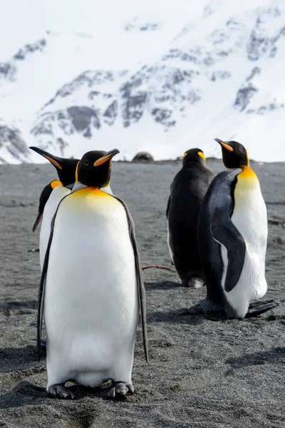 Kral Penguen Güney Georgia Adasına Yakın Antarktika — Stok fotoğraf