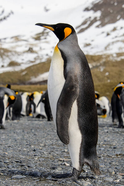 King penguin close up on South Georgia island. Antarctica.