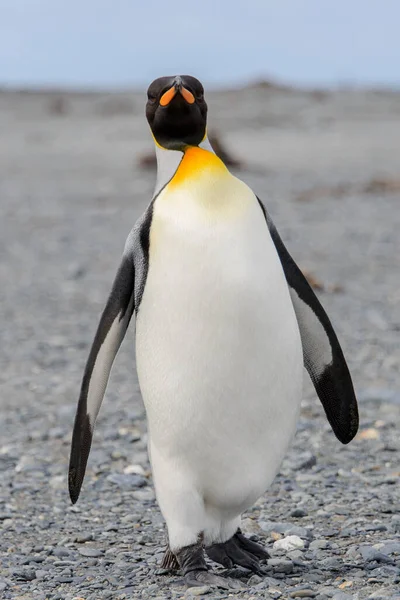 Tučňák Královský Zblízka Ostrově Jižní Georgie Antarktida — Stock fotografie