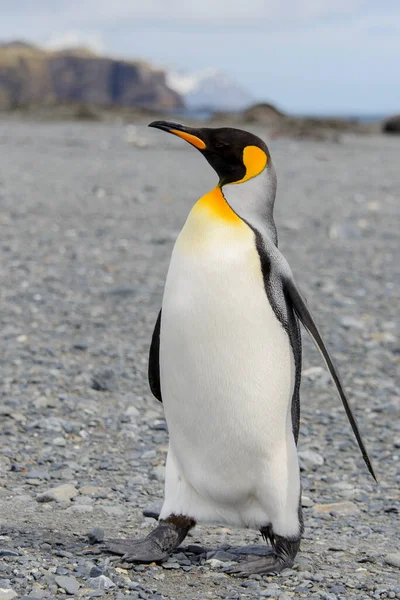 Kung Pingvin Nära Håll Sydgeorgien Antarktis — Stockfoto