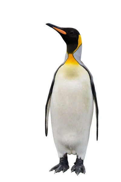 King Penguin Isolated White Background Standing Penguin Stock Image
