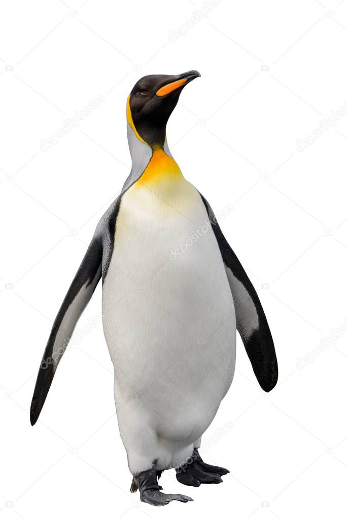 King penguin isolated on the white background. Standing penguin.