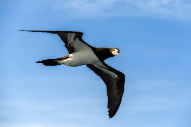 Uçan sümsük kuşu - beyaz tüylü büyük deniz kuşu