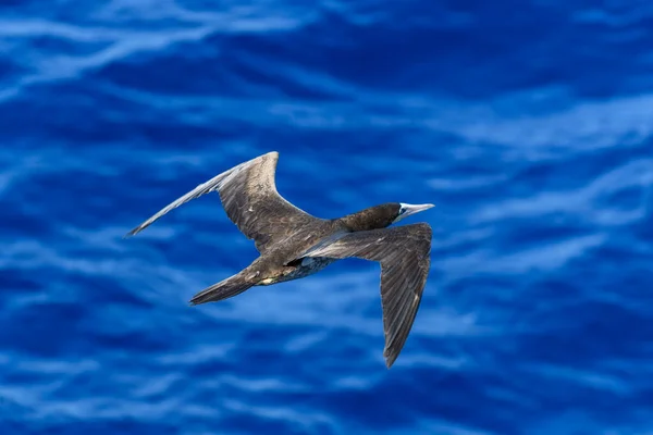 Létající Gannet Velký Mořský Pták Převážně Bílým Peřím — Stock fotografie