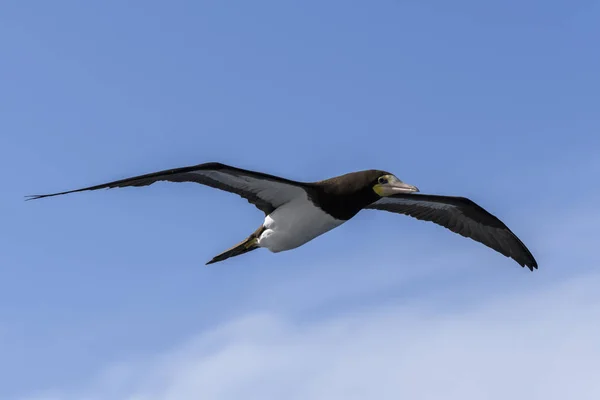 Flying Gannet Grote Zeevogel Met Voornamelijk Wit Verenkleed — Stockfoto