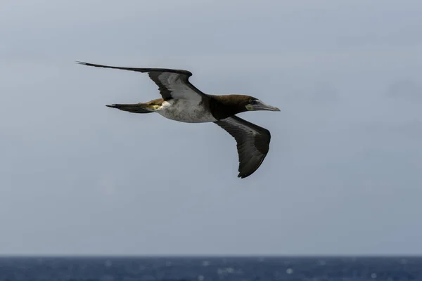 Flying Gannet Large Seabird Mainly White Plumage — Stock Photo, Image