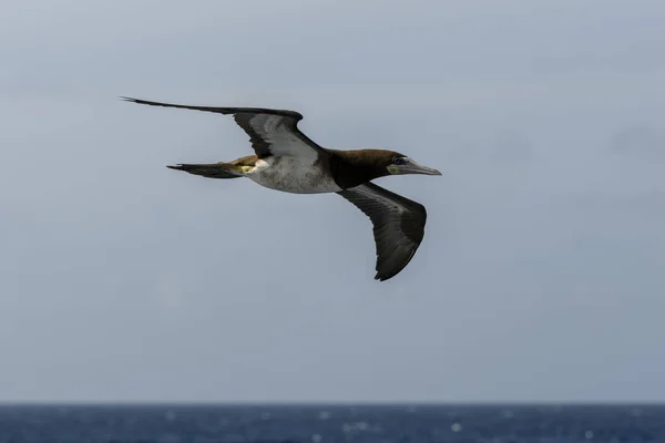 Flygande Gannet Stor Sjöfågel Med Främst Vit Fjäderdräkt — Stockfoto