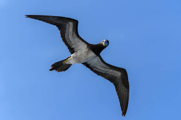 Gansos Voadores Aves Marinhas Grandes Com Plumagem Principalmente Branca — Fotografia de Stock