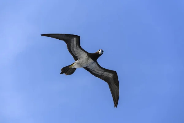 Basstölpel Großer Seevögel Mit Überwiegend Weißem Gefieder — Stockfoto