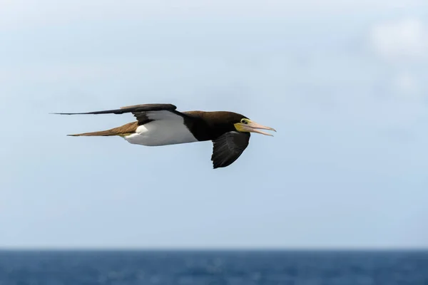 Летающий Олень Большая Морская Птица Главным Образом Белым Оперением — стоковое фото