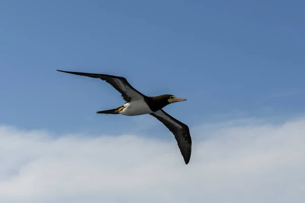 Repülő Gannet Nagy Tengeri Madár Főleg Fehér Tollazattal — Stock Fotó