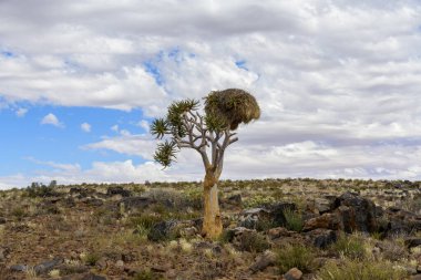 Afrika 'nın güzel manzarası. Ağaçlı Afrika manzarası.