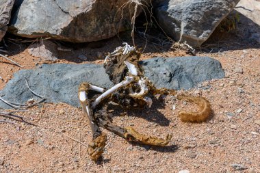 Ölü maymun. Şebek. Çölde iskelet. 