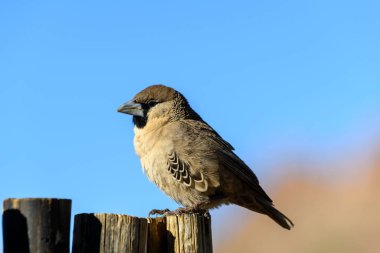 Ağaçta sosyal Weaver kuşu (Philetairus socius).
