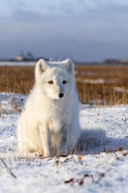 Kuzey Kutbu tilkisi (Vulpes Lagopus) Wilde Tundra 'da. Kutup tilkisi oturuyor.