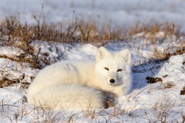 Kuzey Kutbu tilkisi (Vulpes Lagopus) Wilde Tundra 'da. Kutup tilkisi yalan söylüyor. Tundra 'da uyumak.