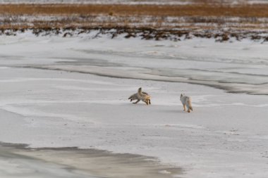 Wilde Tundra 'da iki kutup tilkisi (Vulpes Lagopus). Kumsalda kutup tilkisi.