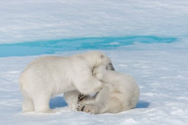 Kuzey Svalbard 'daki buz kütlesi üzerinde oynayan iki genç kutup ayısı yavrusu.
