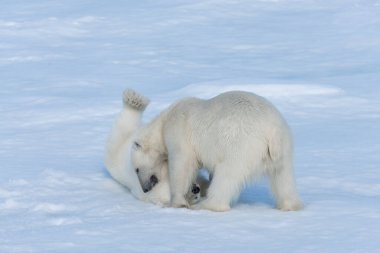 Kuzey Svalbard 'daki buz kütlesi üzerinde oynayan iki genç kutup ayısı yavrusu.