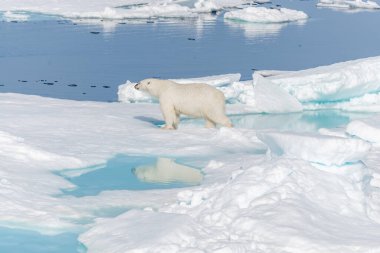 Vahşi kutup ayısı (Ursus maritimus) Spitsbergen Adası 'nın kuzeyindeki buz kütlesine gidiyor.