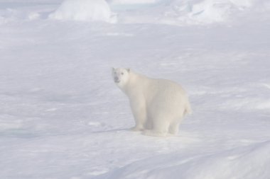 Kutup ayısı (Ursus maritimus) siste buz kütlesinin üzerinde