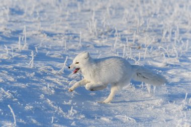 Kışın tundrada vahşi kutup tilkisi (Vulpes Lagopus). Beyaz kutup tilkisi koşuyor.
