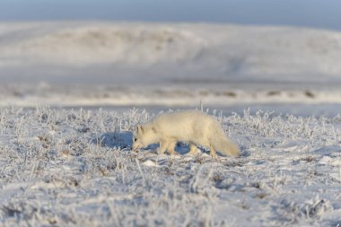 Kışın tundrada vahşi kutup tilkisi (Vulpes Lagopus). Beyaz kutup tilkisi.
