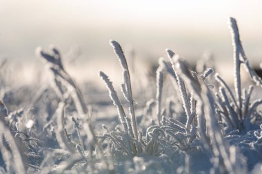Kış zamanı kutup manzarası. Tundrada buzlu otlar.