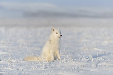 Kışın tundrada vahşi kutup tilkisi (Vulpes Lagopus). Beyaz kutup tilkisi oturuyor.
