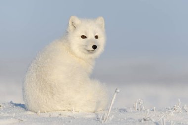 Kışın tundrada vahşi kutup tilkisi (Vulpes Lagopus). Beyaz kutup tilkisi oturuyor.