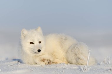 Kışın tundrada vahşi kutup tilkisi (Vulpes Lagopus). Beyaz kutup tilkisi yalan söylüyor. Tundra 'da uyumak.