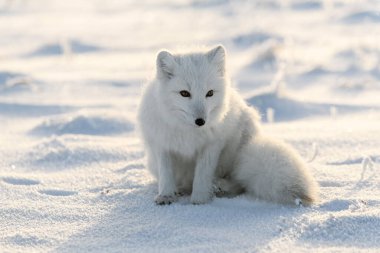 Sibirya tundrasında kışın kutup tilkisi
