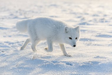 Kışın tundrada vahşi kutup tilkisi (Vulpes Lagopus). Beyaz kutup tilkisi yaklaş.