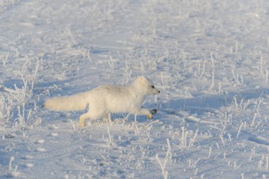 Kışın tundrada vahşi kutup tilkisi (Vulpes Lagopus). Beyaz kutup tilkisi koşuyor.