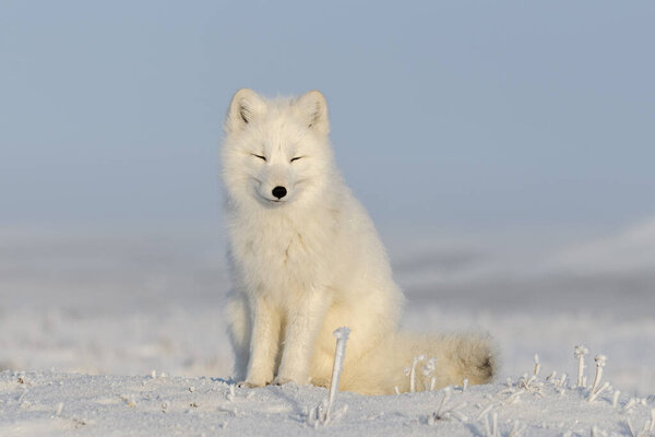 Arctic fox sitting close up. White arctic fox with closed eyes.