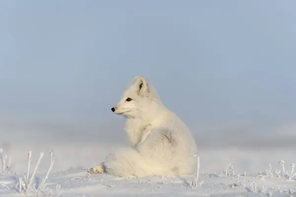 Wild arctic fox (Vulpes Lagopus) in tundra in winter time. White arctic fox lying. Sleeping in tundra.