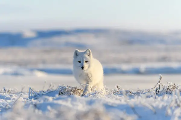 Vadon Élő Sarki Róka Vulpes Lagopus Tundrában Télen Fehér Sarki Jogdíjmentes Stock Fotók
