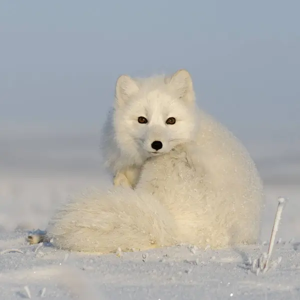 冬時間にツンドラで野生の北極キツネ Vulpes Lagopus 白い北極キツネが閉じます ストックフォト