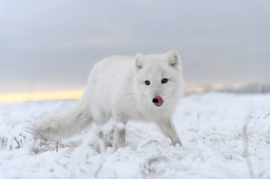Kışın tundrada vahşi kutup tilkisi (Vulpes Lagopus). Beyaz kutup tilkisi.