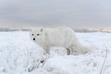 Kışın tundrada vahşi kutup tilkisi (Vulpes Lagopus). Beyaz kutup tilkisi.