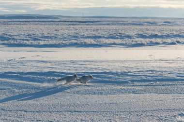Wilde Tundra 'da iki kutup tilkisi (Vulpes Lagopus). Kutup tilkisi oynuyor.